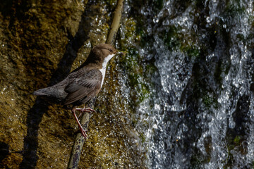 Wasseramsel (Cinclus cinclus)