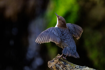Wasseramsel (Cinclus cinclus) balzend