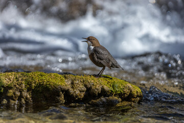 Wasseramsel (Cinclus cinclus)