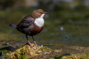 Wasseramsel (Cinclus cinclus)
