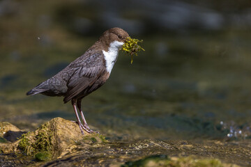 Wasseramsel (Cinclus cinclus)
