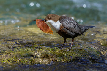 Wasseramsel (Cinclus cinclus) mit Nistmaterial