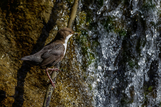 Wasseramsel (Cinclus cinclus)