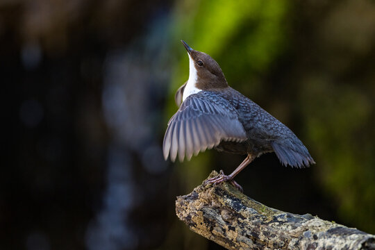 Wasseramsel (Cinclus cinclus) balzend