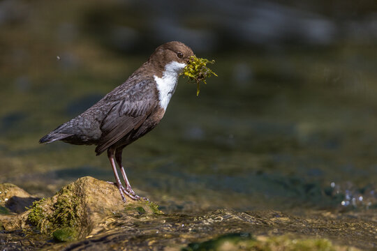 Wasseramsel (Cinclus cinclus)