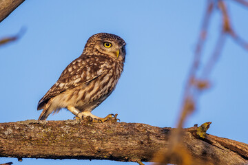 Steinkauz (Athene noctua)