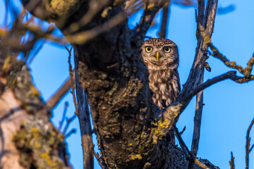Steinkauz (Athene noctua)