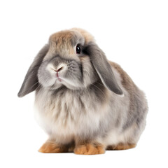 Adorable light gray american fuzzy lop rabbit sitting against transparent background, facing to camera. 