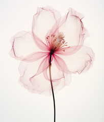 X-ray of beautiful pink flower, white background