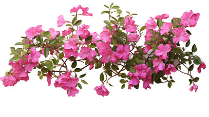 Obraz premium Pink bougainvillea flowers horizontal border with leaves and plants isolated on transparent background. Generative AI