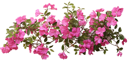 Pink bougainvillea flowers horizontal border with leaves and plants isolated on transparent background. Generative AI