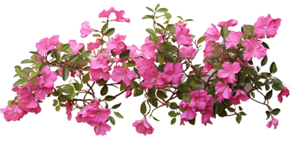 Poster Pink bougainvillea flowers horizontal border with leaves and plants isolated on transparent background. Generative AI © MDNANNU