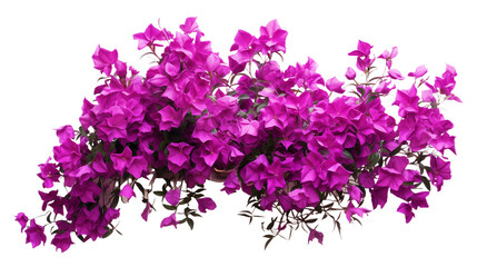 Fototapeta premium Purple bougainvillea flowers horizontal border with leaves and plants isolated on transparent background. Generative AI