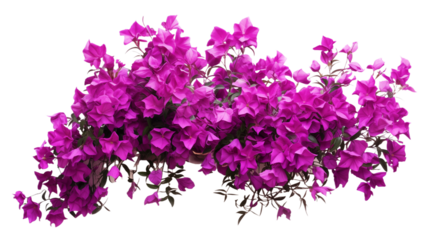 Purple bougainvillea flowers horizontal border with leaves and plants isolated on transparent background. Generative AI