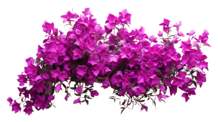 Poster Purple bougainvillea flowers horizontal border with leaves and plants isolated on transparent background. Generative AI © MDNANNU