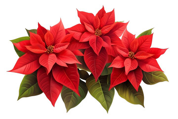 red Christmas poinsettia isolated on white background