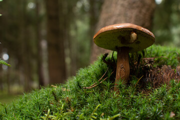 mushroom in the grass