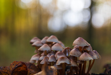 Rosy gill fairy helmet,  mycena tintinnabulum mushroom growing on stamp in autumn forest