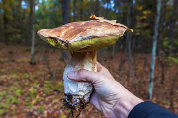 Man hand holding boletus edulis, penny bun mushroom with forest in background. Picking mushrooms