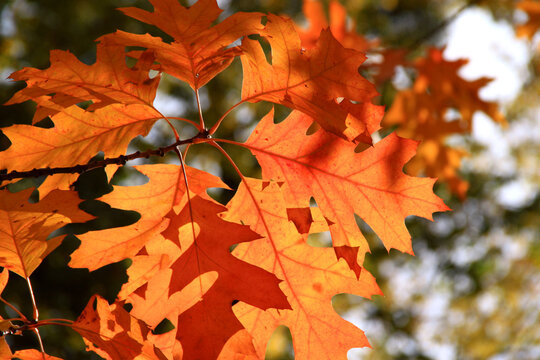Close-up photo of a maple branch with bright orange autumn leaves on a blurred background