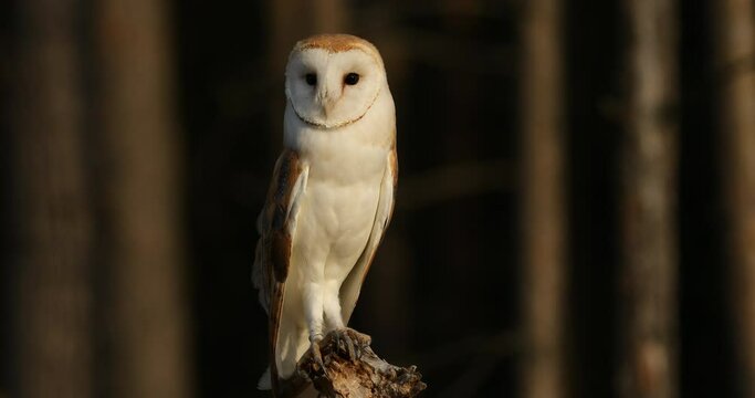 Owl at sunset. Barn owl, Tyto alba, perched on branch in last sun rays. Beautiful white owl with heart-shaped face. Colorful autumn in wild nature. Wildlife. Hunting bird on forest meadow.