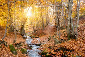 Beautiful Autumn forest in Carpathians. Red fallen leaves cover ground in autumn forest with warm sunshine