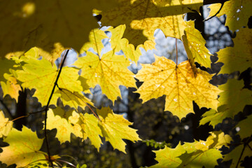 yellow maple leaves ready to fall shot close up against a bokeh background in autumn