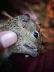 squirrel in the hand, srilanka beautiful squirrel 