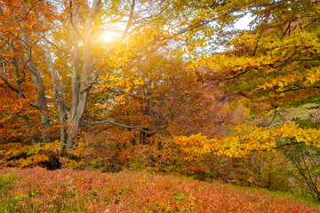 Beautiful Autumn forest in Carpathians. Red fallen leaves cover ground in autumn forest with warm sunshine