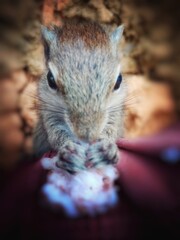 squirrel in the cage, srilanka Squirrel 