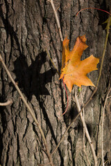 yellow maple leave ready to fall shot close up