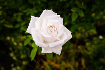 white rose