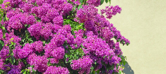 Purple Bougainvillea - beautiful ornamental vine with flowers and flower-like leaves. Copy space