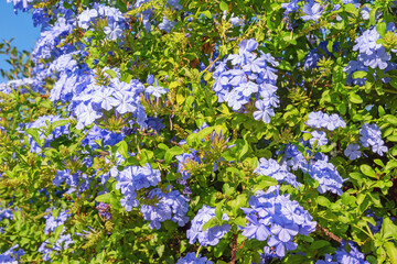 Beautiful blue flowers of Plumbago Auriculata in garden on sunny day