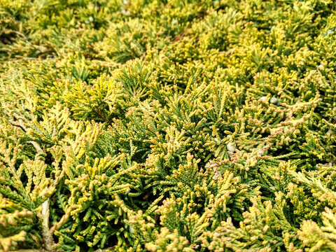 Juniperus horizontalis 'Golden Carpet' Creeping Juniper. Juniper tree branch texture needle background