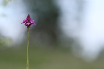 fiore di orchidea selvatica