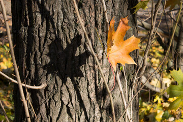 yellow maple leave ready to fall shot close up