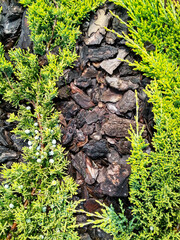 Juniperus horizontalis 'Golden Carpet' Creeping Juniper. Juniper tree branch texture needle background