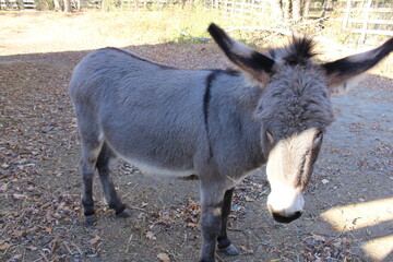 A donkey with a black nose