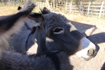 Fototapeta premium A black and white animal