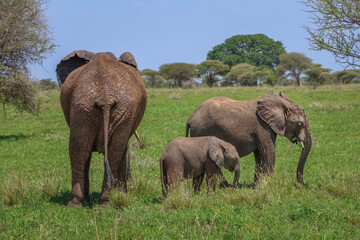 Mom elephant with two young calves standing together in the green grass with a blue sky background.  In Serengeti Tanzania Africa
