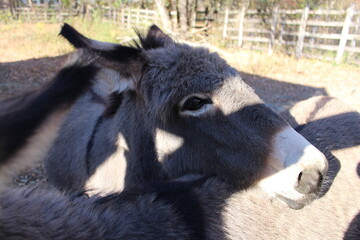 Fototapeta premium A black and white cow