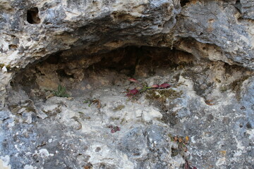 A rock with moss growing on it