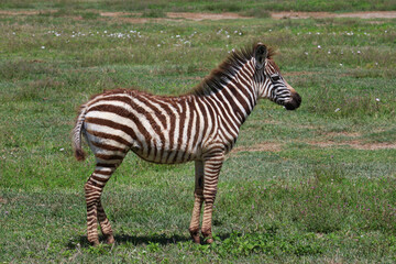 Fototapeta na wymiar One young zebra standing alone in green grass in Tanzania