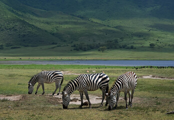 Herd of three zebras in lush green grass with a lake and a mountain in the background in Tanzania Africa