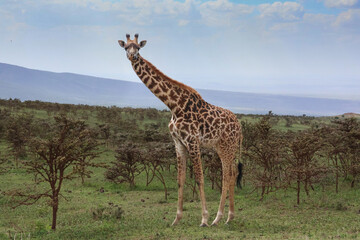 Single giraffe looking at the camera with small Acacia trees in the background.  Licking lips while eating.