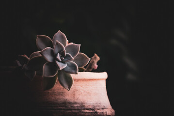Living art, this single succulent is a masterpiece of resilience, capturing the essence of nature's...