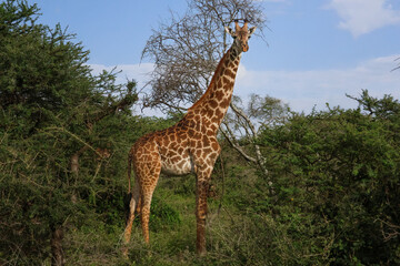 One tall majestic giraffe with sun shining on him in Serengeti, Tanzania East Africa.  Standing, looking at the camera.  Profile side view.
