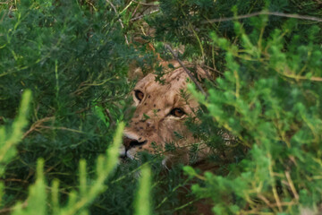 Lion eyes peering through branches, hiding while she rests in Tanzania Africa