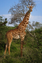 One tall majestic giraffe with sun shining on him in Serengeti, Tanzania East Africa.  Standing, looking at the camera.  Profile side view.